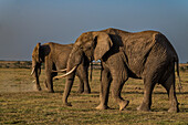 Afrikanische Elefanten (Loxodonta), Oi Pejeta Natural Conservancy, Kenia, Ostafrika, Afrika