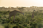 Netzgiraffe (Giraffa camelopardalis reticulata) (Giraffa reticulata) in der Morgendämmerung, Buffalo Springs National Reserve, Samburu National Park, Kenia, Ostafrika, Afrika