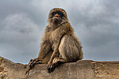 Barbary macaque, Gibraltar, British Overseas Territory, Europe