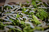 Silkworms feeding on mulberry leaves at Santuario Del Gusano De Seda in San Pedro Cajonos, Mexico, North America