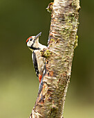 Buntspecht (Dendrocopos major) auf einem Baumstamm, Schottland, Vereinigtes Königreich, Europa