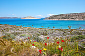 Livadi Strand auf der Insel Iraklia, Kykladen, Griechische Inseln, Griechenland, Europa