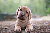 Broholmer puppy lying on the ground and looking into the camera with tilted head, Italy, Europe