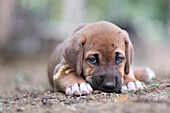 Broholmer puppy with a yellow collar lying on the ground and looking into the camera, Italy, Europe