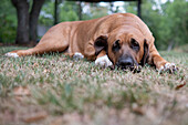 Broholmer Hund Rasse Dane auf dem Gras liegend und in die Kamera schauend, Italien, Europa