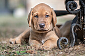 Brown Broholmer dog breed puppy lying on ground and looking into camera, Italy, Europe