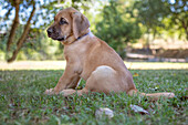 Brown Broholmer dog breed puppy sitting on the grass, Italy, Europe