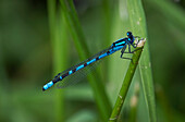 Common Blue Damselfly (Enallagma cyathigerum), Northwich Woodlands, Cheshire, England, United Kingdom, Europe