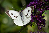 Female Large White Butterfly (Pieris brassicae), Cheshire, England, United Kingdom, Europe
