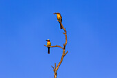 Weißstirn-Bienenfresser (Merops bullockoides) fressen Insekten in einem toten Baum im Welgevonden-Wildreservat, Südafrika, Afrika