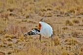 Male Denham's Bustard (Neotis denham) performing the Lek courtship display, puffing up his chest feathers to attract females, Limpopo, South Africa, Africa