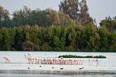 Great Flamingos (Phoenicopterus roseus), El Rocio, Donana National and Natural Park, Andalusia, Spain, Europe