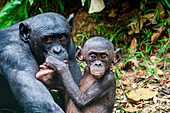 Bonobo (Pan paniscus), Lola ya Bonobo-Schutzgebiet, Kinshasa, Demokratische Republik Kongo, Afrika