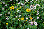 Wildflowers in a mountain meadow along the Appalachian Trail, Blue Ridge Mountains, North Carolina, United States of America, North America