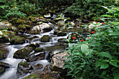 Ein beruhigender Gebirgsbach fließt durch einen dichten Sommerwald, Blue Ridge Mountains, Appalachen, North Carolina, Vereinigte Staaten von Amerika, Nordamerika