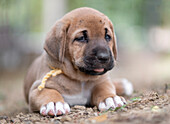 Broholmer dog breed puppy with a yellow collar lying on the ground, Italy, Europe