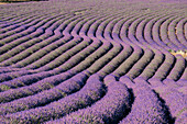 Sinuous lavender lines in a field, Plateau de Valensole, Provence, France, Europe