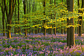 Späte Abendsonne in einem wunderschönen Glockenblumenwald, West Woods, Wiltshire, England, Vereinigtes Königreich, Europa
