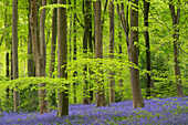 Teppiche von Blauglocken in West Woods, Wiltshire, England, Vereinigtes Königreich, Europa