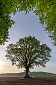 Prächtige Eiche, umgeben von frischem Frühlingslaub, Goodrich, Herefordshire, England, Vereinigtes Königreich, Europa