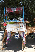 Das Kamel eines nomadischen Rabari-Stammes, das die Ziege und die Besitztümer der Familie trägt, steht im Schatten eines Baumes, Gujarat, Indien, Asien
