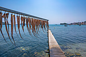 View of squid hanging on a line at restaurant in Skiathos Town, Skiathos Island, Sporades Islands, Greek Islands, Greece, Europe