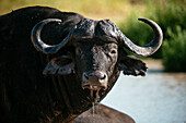 Kaffernbüffel, Privates Timbavati-Naturreservat, Krüger-Nationalpark, Südafrika, Afrika