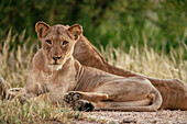 Lioness, Timbavati Private Nature Reserve, Kruger National Park, South Africa, Africa