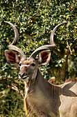 Kudu, Privates Timbavati-Naturreservat, Krüger-Nationalpark, Südafrika, Afrika