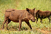 Warzenschwein, Pafuri-Reservat, Makuleke Contractual Park, Krüger-Nationalpark, Südafrika, Afrika