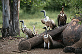 White-backed Vultures standing over Elephant carcass, Makuleke Contractual Park, Kruger National Park, South Africa, Africa