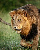 Männlicher Löwe, Marataba, Marakele-Nationalpark, Südafrika, Afrika
