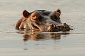 Hippo in Motlhabatsi River, Marataba, Marakele National Park, South Africa, Africa