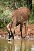 Roan Antelope drinking, Marataba, Marakele National Park, South Africa, Africa