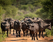 Cape Buffalos, Marataba, Marakele National Park, South Africa, Africa