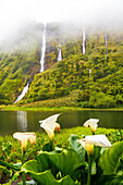 Ribeira do Ferreiro Wasserfälle bei nebligem Wetter mit weißen Blumen im Vordergrund, Insel Flores, Azoren, Portugal, Atlantik, Europa