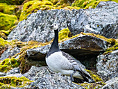 Eine ausgewachsene Nonnengans (Branta leucopsis) auf einem Hügel in Signehamna, Spitzbergen, Svalbard, Norwegen, Europa