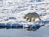 Ein erwachsener männlicher Eisbär (Ursus maritimus) geht auf der Festeiskante im Storfjorden, Svalbard, Norwegen, Europa