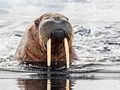 Adult female walrus (Odobenus rosmarus) swimming near ice floes near Storoya, Svalbard, Norway, Europe