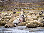 Adult male walruses (Odobenus rosmarus) hauled out on the beach at Kapp Lee, Edgeoya, Svalbard, Norway, Europe