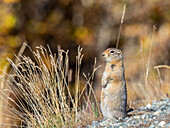 An adult Arctic ground squirrel (Urocitellus parryii) standing in the brush at Denali National Park, Alaska, United States of America, North America
