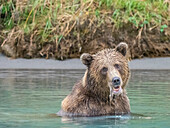 Ein junger Braunbär (Ursus arctos) beim Fischen im Wasser im Lake Clark National Park and Preserve, Alaska, Vereinigte Staaten von Amerika, Nordamerika