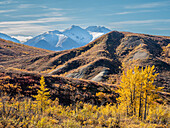 Schneebedeckte Berge und Herbstfärbung der Sträucher und Bäume, Denali National Park, Alaska, Vereinigte Staaten von Amerika, Nordamerika