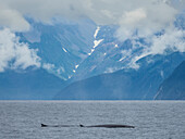 A pair of adult fin whales (Balaenoptera physalus) surfacing in Kenai Fjords National Park, Alaska, United States of America, North America