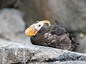 An adult tufted puffin (Fratercula cirrhata) roosting on a cliff in Kenai Fjords National Park, Alaska, United States of America, North America