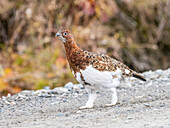 Ein erwachsenes weibliches Moorschneehuhn (Lagopus lagopus) im Gebüsch im Denali National Park, Alaska, Vereinigte Staaten von Amerika, Nordamerika