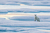 Ein einsamer Eisbär (Ursus maritimus) auf dem Eis im Lancaster Sound, Nunavut, Kanada, Nordamerika