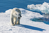 Ein junger männlicher Eisbär (Ursus maritimus) auf einer Eisscholle in der Baffin Bay, Nunavut, Kanada, Nordamerika