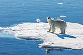 Ein junger männlicher Eisbär (Ursus maritimus) auf einer Eisscholle in der Baffin Bay, Nunavut, Kanada, Nordamerika