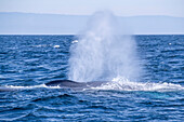 An adult blue whale (Balaenoptera musculus) surfacing for a breath in Monterey Bay National Marine Sanctuary, California, United States of America, North America